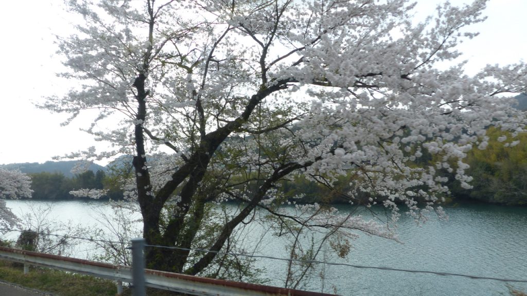 木曽川と桜